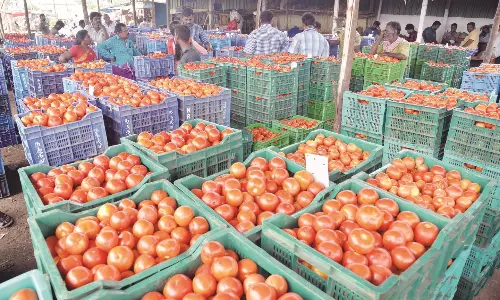 திருப்பூரில் தக்காளி விலை வீழ்ச்சி