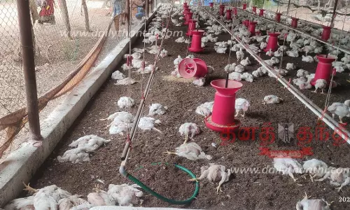 ஊஞ்சலூர் அருகே பண்ணைக்குள் புகுந்து மரநாய்கள் அட்டகாசம்;  500 கோழிகளை கடித்து கொன்றன