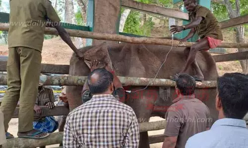 பிடிக்கப்பட்ட காட்டுயானை மரக்கூண்டில் அடைக்கப்பட்டது