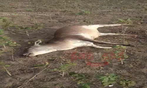 விஷம் கலந்த தண்ணீரை மாடுகள் பலி விஷம் கலந்த தண்ணீரை மாடுகள் பலி