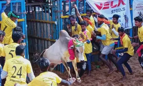 ஜல்லிக்கட்டில் சீறிப்பாய்ந்த காளைகள் முட்டி 37 பேர் காயம்