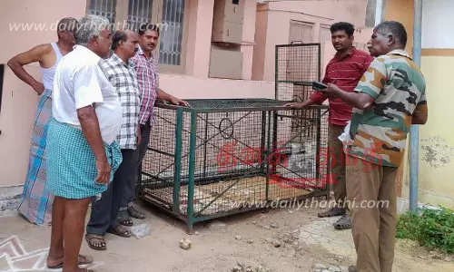 தினத்தந்தி செய்தி எதிரொலி: சென்னிமலையில் அட்டகாசம் செய்யும் குரங்குகளை பிடிக்க கூண்டு அமைப்பு