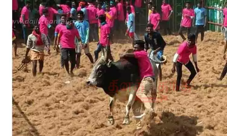 ஜல்லிக்கட்டில் 699 காளைகள் சீறிப்பாய்ந்தன; மாடுகள் முட்டி போலீஸ்காரர் உள்பட 73 பேர் காயம் ஜல்லிக்கட்டில் 699 காளைகள் சீறிப்பாய்ந்தன; மாடுகள் முட்டி போலீஸ்காரர் உள்பட 73 பேர் காயம்