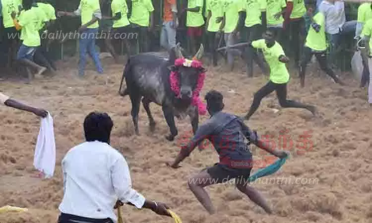 ஜல்லிக்கட்டில் 699 காளைகள் சீறிப்பாய்ந்தன; மாடுகள் முட்டி போலீஸ்காரர் உள்பட 73 பேர் காயம் ஜல்லிக்கட்டில் 699 காளைகள் சீறிப்பாய்ந்தன; மாடுகள் முட்டி போலீஸ்காரர் உள்பட 73 பேர் காயம்