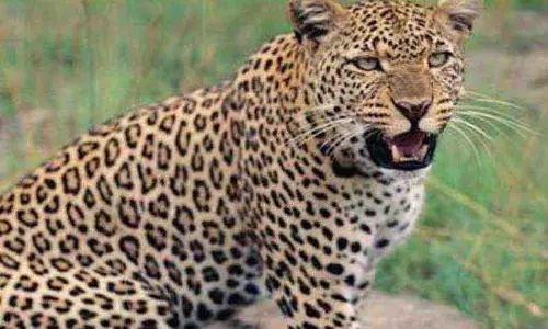 ஆட்டை அடித்துக் கொன்ற சிறுத்தை