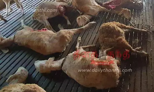 சித்தோடு அருகே மர்ம விலங்குகள் மீண்டும் அட்டகாசம்; 11 ஆடுகளை கடித்து கொன்றது
