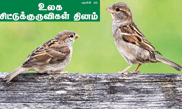 உலக சிட்டுக்குருவிகள் தினம்
