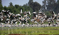 பன்னாட்டு பறவைகள் மையம்