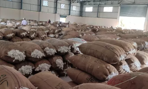 ரூ.50 லட்சத்திற்கு பருத்தி ஏலம்