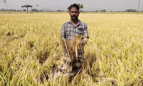 கச்சிராயப்பாளையம் பகுதியில் ஆலங்கட்டி மழைஅறுவடைக்கு தயாராக இருந்த 100 ஏக்கர் நெற்பயிர்கள் சேதம்விவசாயிகள் கவலை கச்சிராயப்பாளையம் பகுதியில் ஆலங்கட்டி மழைஅறுவடைக்கு தயாராக இருந்த 100 ஏக்கர் நெற்பயிர்கள் சேதம்விவசாயிகள் கவலை