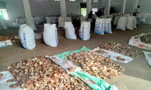 ஆனைமலை ஒழுங்குமுைற விற்பனைக்கூடத்திற்கு கொப்பரை தேங்காய் வரத்து அதிகரிப்பு