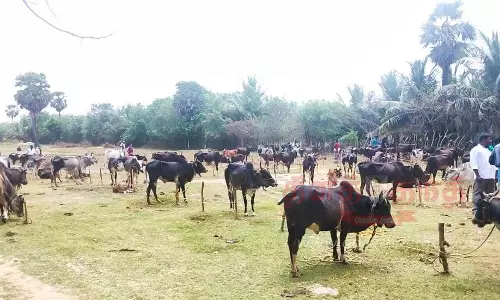 பாரம்பரிய உம்பளச்சேரி மாடுகள் கண்காட்சி