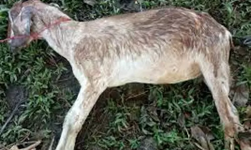 தெருநாய்கள் கடித்ததில் 6 ஆடுகள் செத்தன