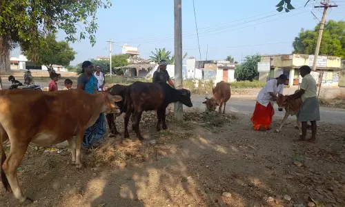 கோமாரி நோய் தடுப்பூசி முகாம்