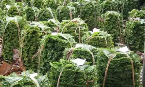 வரத்து குறைவால் வெற்றிலை விலை உயர்வு