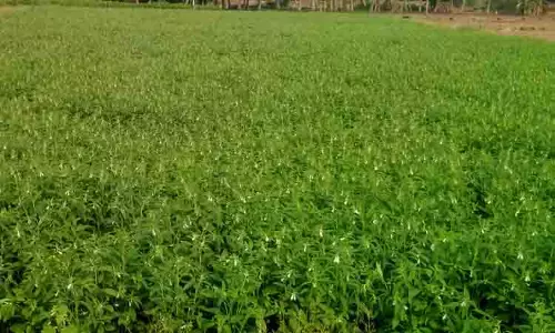 செழித்து வளர்ந்துள்ள எள் செடிகள்