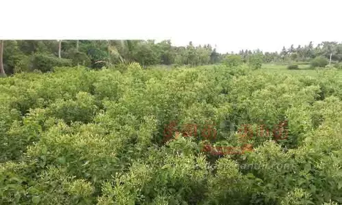 வேளாண் பட்ஜெட்டில் தொடர்ந்து புறக்கணிக்கப்படும் புதுக்கோட்டை விவசாயிகள் வேளாண் பட்ஜெட்டில் தொடர்ந்து புறக்கணிக்கப்படும் புதுக்கோட்டை விவசாயிகள்