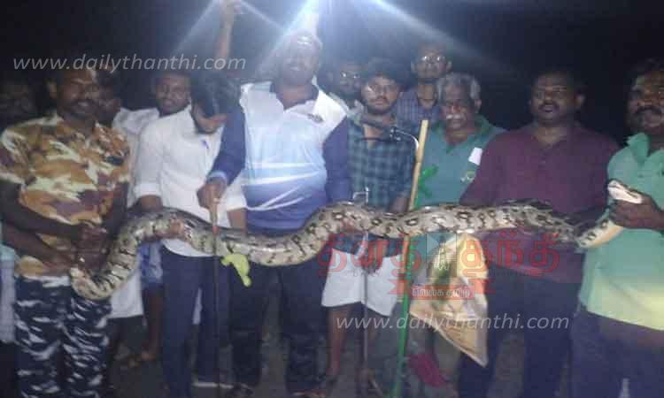A 12 feet long python was caught | 12 அடி நீள மலைப்பாம்பு பிடிபட்டது