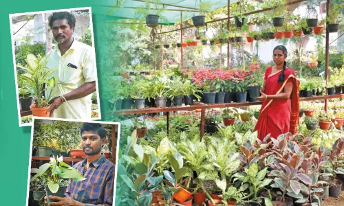 இடவசதி, குறைந்த பண முதலீடு இருந்தால்... நர்சரி கார்டன் தொழிலில் வெற்றிக்கொடி நாட்டலாம் இடவசதி, குறைந்த பண முதலீடு இருந்தால்... நர்சரி கார்டன் தொழிலில் வெற்றிக்கொடி நாட்டலாம்