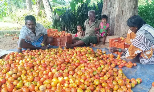 உப்புக்கோட்டையில்தக்காளி விலை வீழ்ச்சி உப்புக்கோட்டையில்தக்காளி விலை வீழ்ச்சி