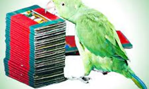 கிளிகளை வைத்து ஜோசியம் பார்ப்பவர்கள் மீது கடும் நடவடிக்கை கிளிகளை வைத்து ஜோசியம் பார்ப்பவர்கள் மீது கடும் நடவடிக்கை