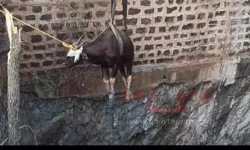 60 அடி கிணற்றில் விழுந்த காட்டெருமை சாவு