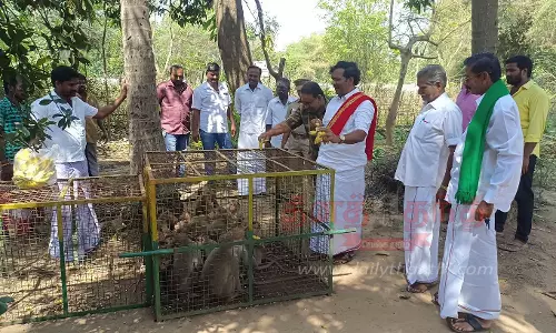 அட்டகாசம் செய்த 40 குரங்குகள் பிடிபட்டன