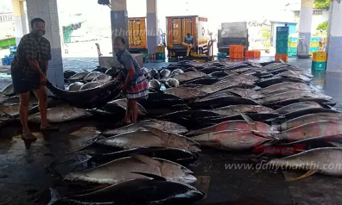 கேரை மீன் சீசன் தொடங்கியது