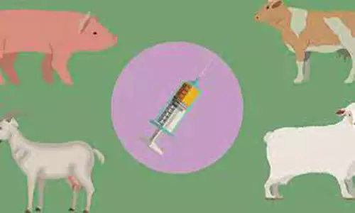 ஈரோடு மாவட்டத்தில்3 லட்சம் கால்நடைகளுக்கு கோமாரி நோய் தடுப்பூசி