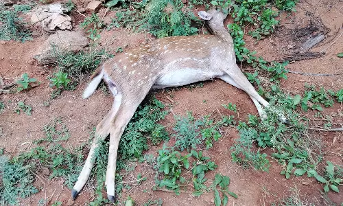 மான் சாவு மான் சாவு