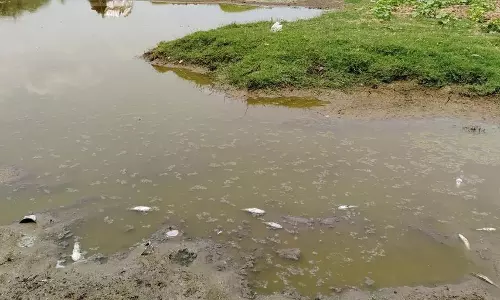 பாலசமுத்திரத்தில் குளத்தில் செத்து மிதந்த மீன்கள்