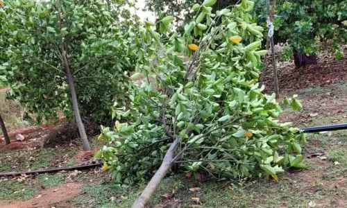 சூறாவளிக்காற்றுடன் கனமழை: பண்ருட்டி பகுதியில் முந்திரி, பலா மரங்கள் முறிந்து விழுந்து சேதம் விவசாயிகள் கவலை