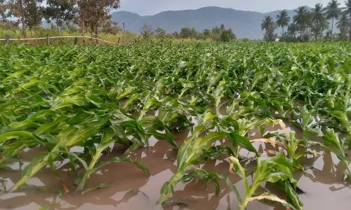 சூறை காற்றால் சாய்ந்த மக்காச்சோள பயிர்கள்