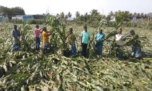 காற்றுடன் கனமழைக்கு பயிர்கள் சேதம்