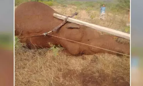 தமிழகத்தில் மின்சாரம் தாக்கி மேலும் ஒரு யானை உயிரிழப்பு தமிழகத்தில் மின்சாரம் தாக்கி மேலும் ஒரு யானை உயிரிழப்பு