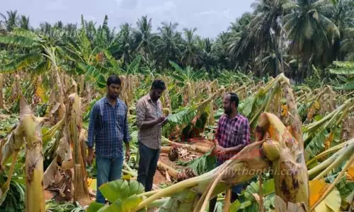 15 ஆயிரம் வாழைகள் முறிந்து சேதம்