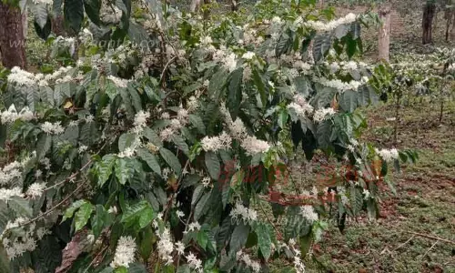 காபி செடிகளில் பூக்கள் பூத்தன