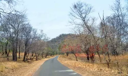 பொள்ளாச்சி வனப்பகுதியில் கடும் வறட்சி