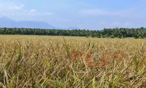 நெல் அறுவடை செய்யும் பணி தாமதம்