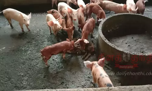 20 பன்றிகளுக்கு ஆப்பிரிக்க வைரஸ் பாதிப்பு