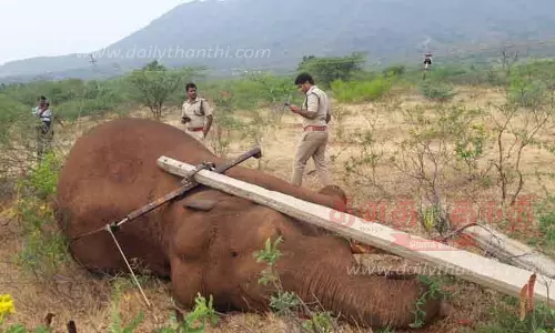 மின்சாரம் தாக்கி காட்டு யானை சாவு