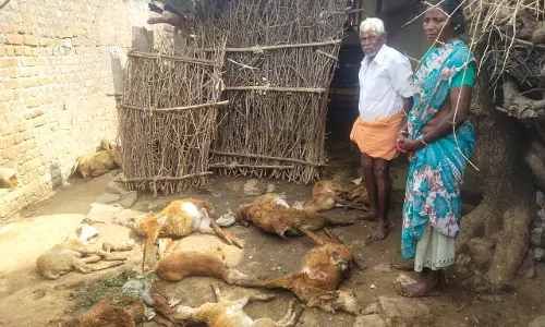 வெறிநாய்கள் கடித்து 9 ஆடுகள் செத்தன