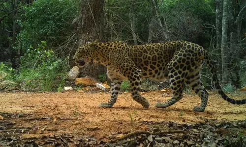திருப்பதி மலைப்பாதையில் சிறுத்தை நடமாட்டம் திருப்பதி மலைப்பாதையில் சிறுத்தை நடமாட்டம்