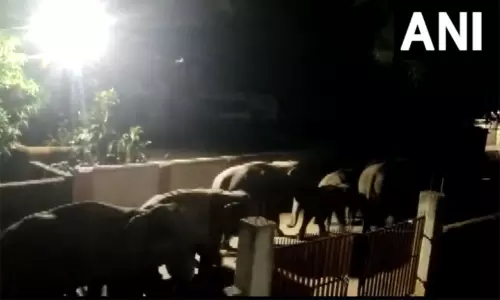 ஒடிசாவில் குடியிருப்புப் பகுதியில் கடந்து சென்ற 12 யானைகள் - வைரலாகும் வீடியோ ஒடிசாவில் குடியிருப்புப் பகுதியில் கடந்து சென்ற 12 யானைகள் - வைரலாகும் வீடியோ