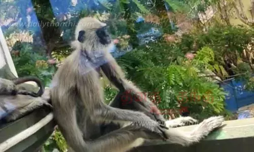 கழுத்தில் சுருக்கு கம்பியுடன் தவிக்கும் நீலகிரி லங்கூர் குரங்கு கழுத்தில் சுருக்கு கம்பியுடன் தவிக்கும் நீலகிரி லங்கூர் குரங்கு