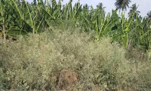 நெகமம் பகுதியில் பார்த்தீனியம் களைச்செடிகளால் பயிர் மகசூல் பாதிப்பு