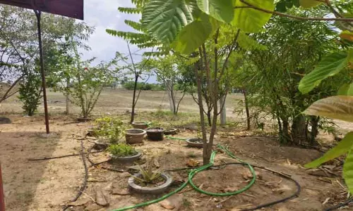 ஆனைமலை சித்த மருத்துவமனையில் பராமரிப்பின்றி காணப்படும் மூலிகை செடிகள்-உரிய நடவடிக்கை எடுக்க வலியுறுத்தல்