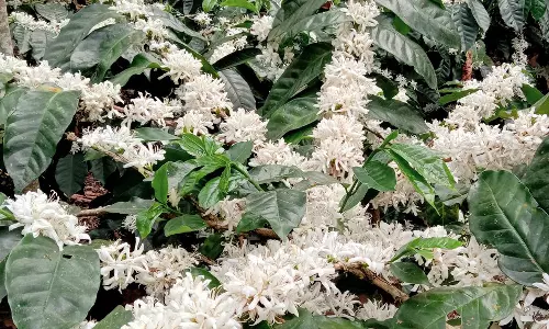 பூத்துக்குலுங்கும் காபி செடிகள்