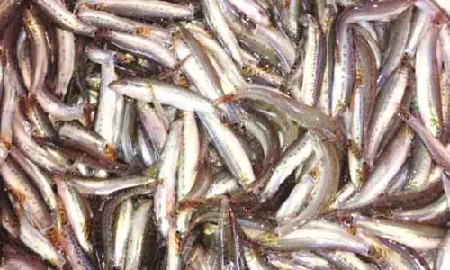 வரத்து குறைவால் அயிரை மீன் விலை உயர்வு