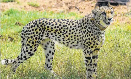 நமிபியா நாட்டில் இருந்து கொண்டு வரப்பட்ட பெண் சிவிங்கிப்புலி உயிரிழப்பு நமிபியா நாட்டில் இருந்து கொண்டு வரப்பட்ட பெண் சிவிங்கிப்புலி உயிரிழப்பு